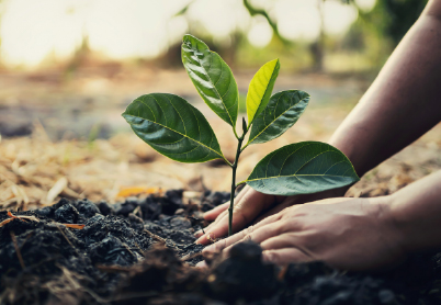 Hands planting a small tree